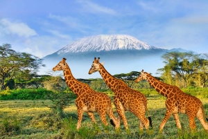 Dagsutflykt: Amboseli National Park & Maasai Village – Nairobi