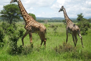 Excursión de un día desde Dar-es-Salaam al Parque Mikumi en tren de lujo