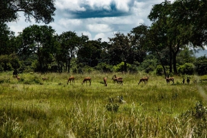 Excursión de un día desde Dar-es-Salaam al Parque Mikumi en tren de lujo