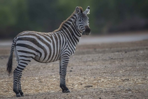 Excursión de un día desde Dar-es-Salaam al Parque Mikumi en tren de lujo