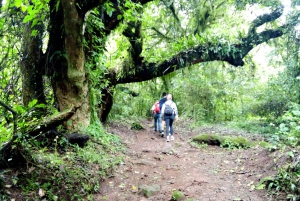 Päiväretki Moshista Mandara Hutiin Kilimanjaron kansallispuistoon