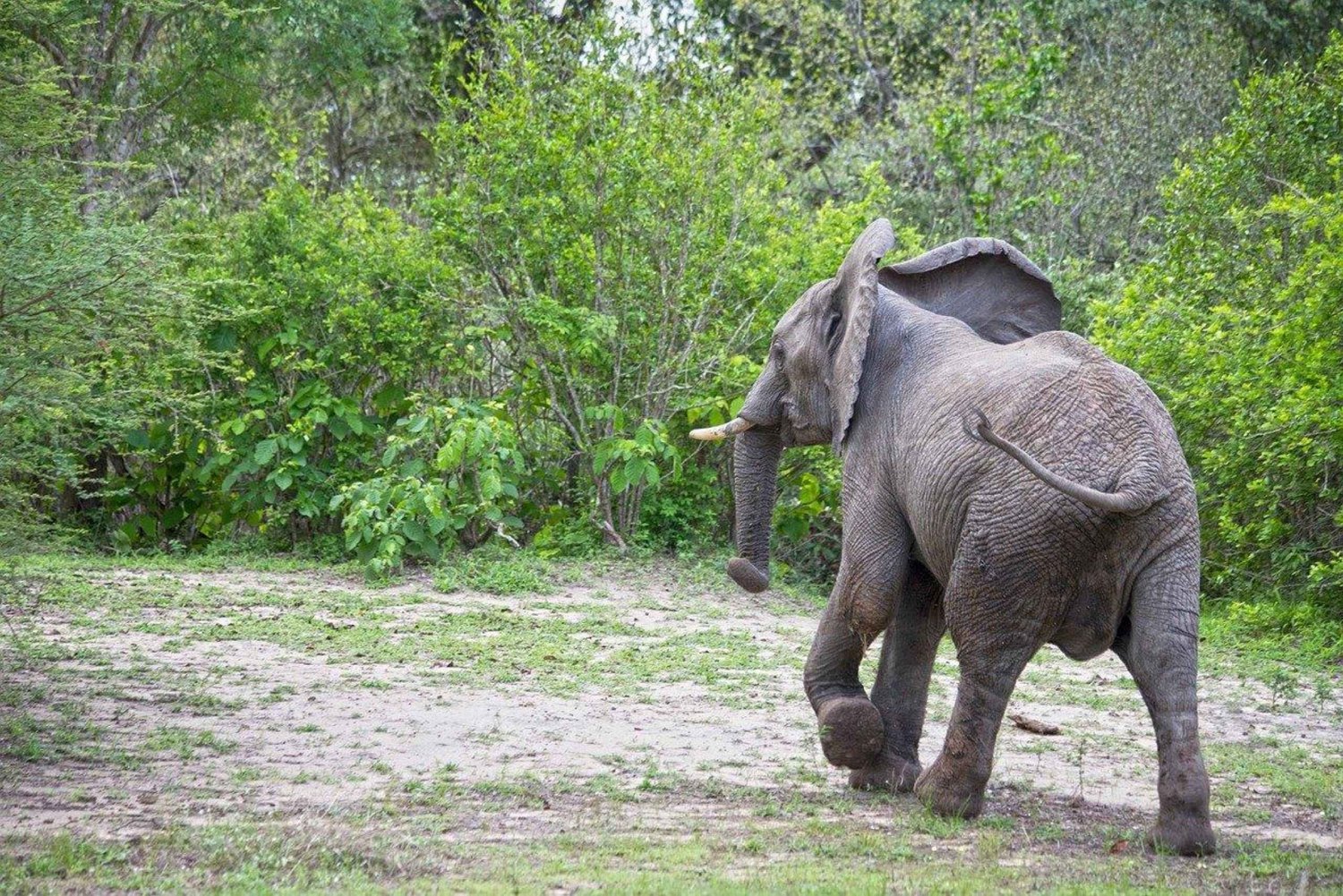 Dagsudflugt fra Zanzibar til Nyerere National Park med fly