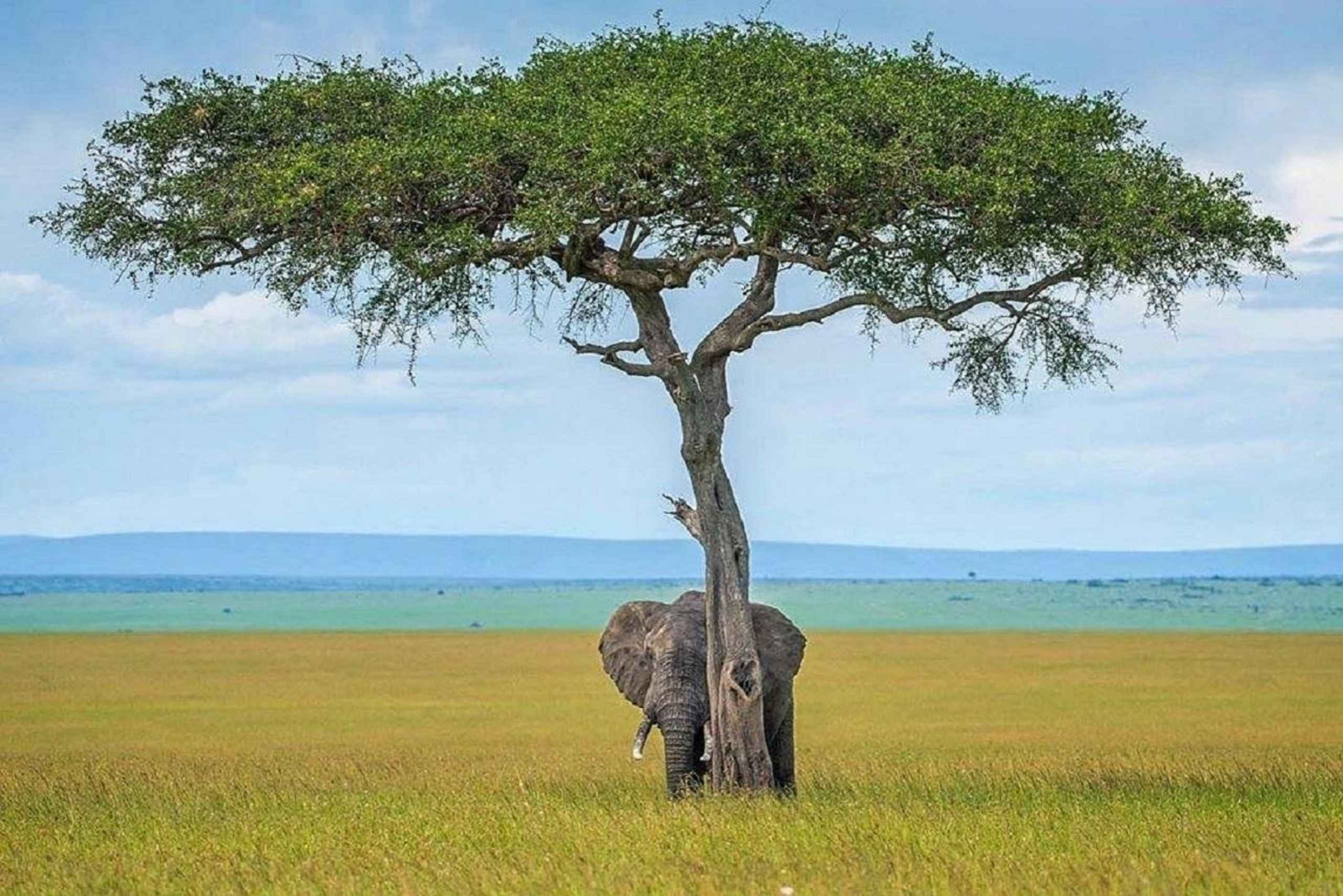 Nairobi: päiväkierros Amboselin kansallispuistoon ja masai-kylään