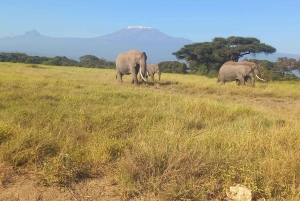 Nairobi: päiväkierros Amboselin kansallispuistoon ja masai-kylään