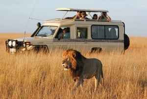 Tagestour zum Nyerere-Nationalpark von Sansibar aus