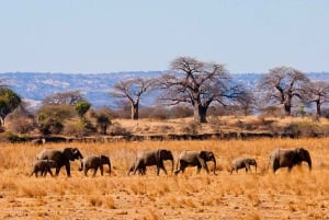 Day trip to Nyerere national park from Zanzibar