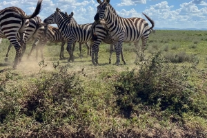 Day trip to tarangire national park