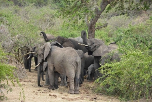 1-dniowa wycieczka: Zanzibar do Selous/Park Narodowy Nyerere