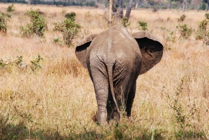 1-dniowa wycieczka: Zanzibar do Selous/Park Narodowy Nyerere