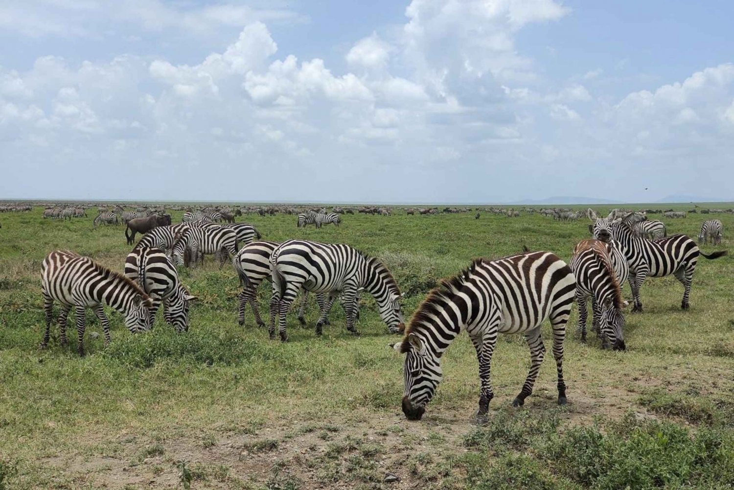 Discover Tarangire National Park: One Day Trip Tour