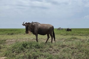 Discover Tarangire National Park: One Day Trip Tour