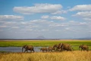 Discover Tarangire National Park: One Day Trip Tour