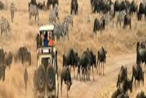 Discover Tarangire National Park: One Day Trip Tour