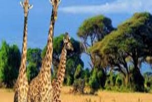 Discover Tarangire National Park: One Day Trip Tour