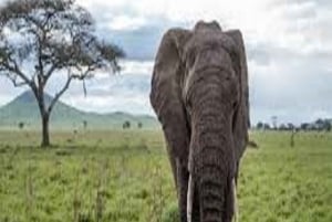 Discover Tarangire National Park: One Day Trip Tour