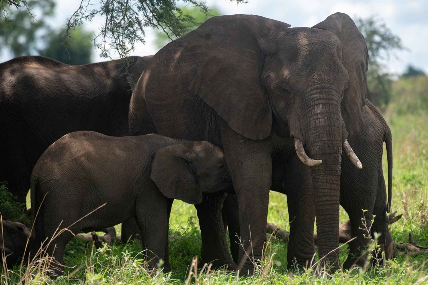 Discover the Pristine Wonders of a 1-Day Tarangire Safari