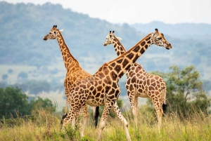 Discover the Pristine Wonders of a 1-Day Tarangire Safari