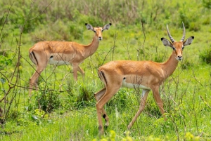 Discover the Pristine Wonders of a 1-Day Tarangire Safari