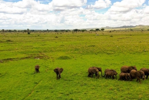 Discover the Pristine Wonders of a 1-Day Tarangire Safari