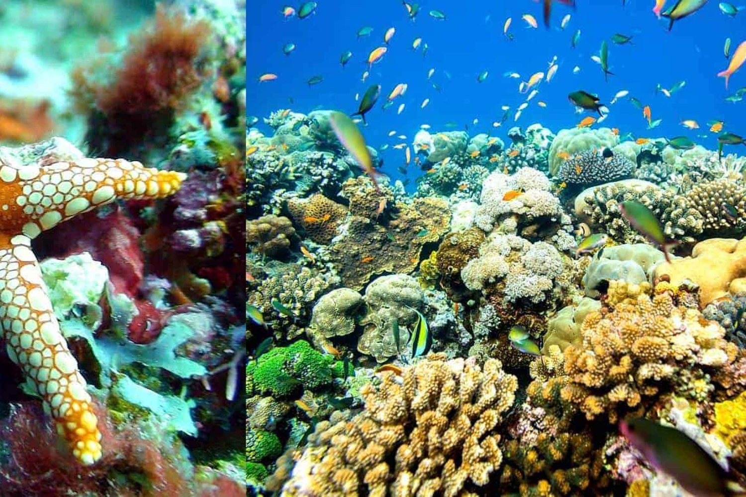 Oppdag Tumbatu Island: Privat snorkleeventyr