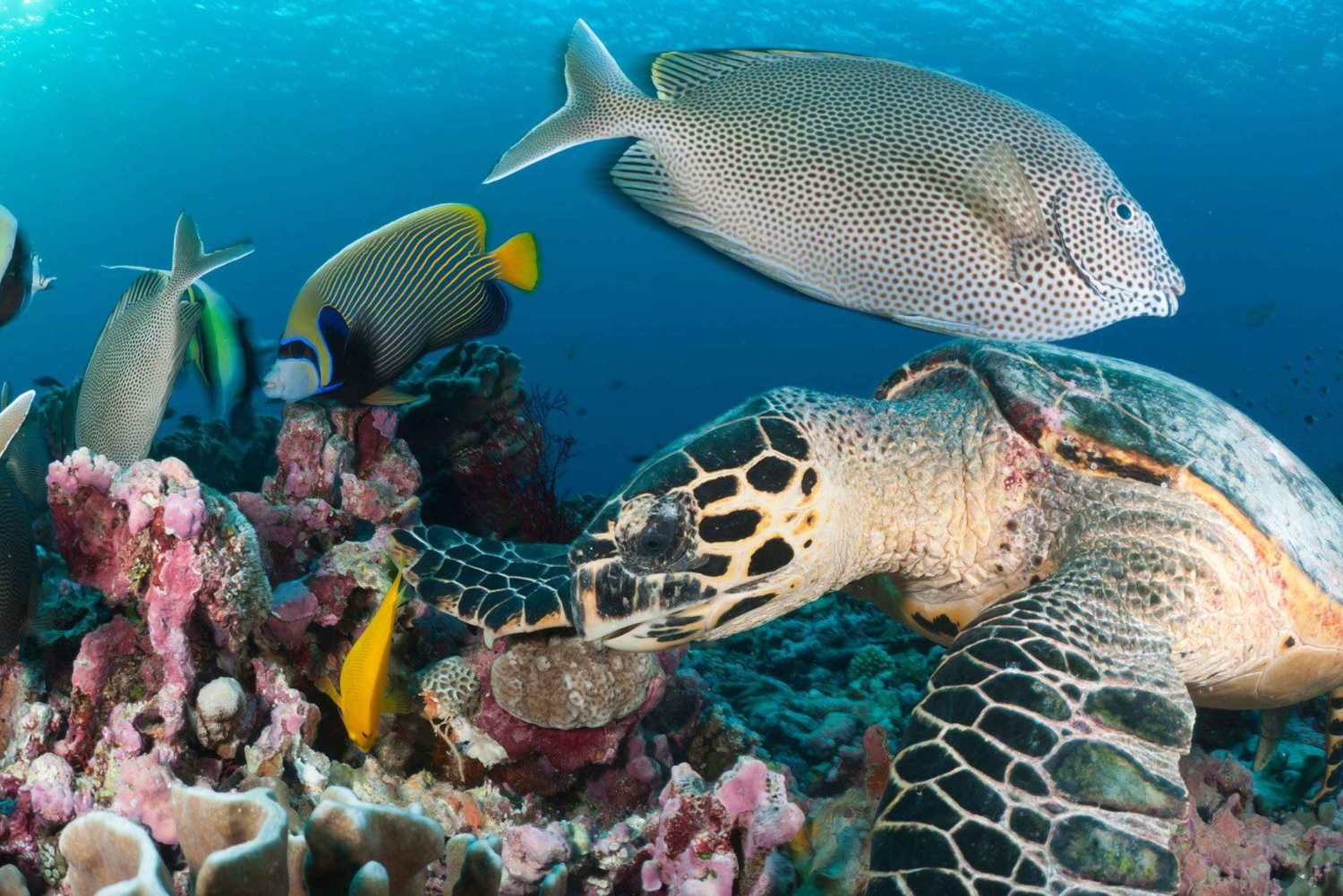 Oppdag Tumbatu Island: Privat snorkleeventyr