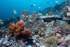 Upptäck Tumbatu Island: Privat snorklingsäventyr