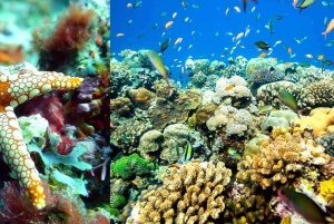 Oppdag Tumbatu Island: Privat snorkleeventyr