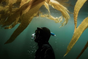 Oppdag Tumbatu Island: Privat snorkleeventyr