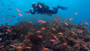 Dive Point Zanzibar