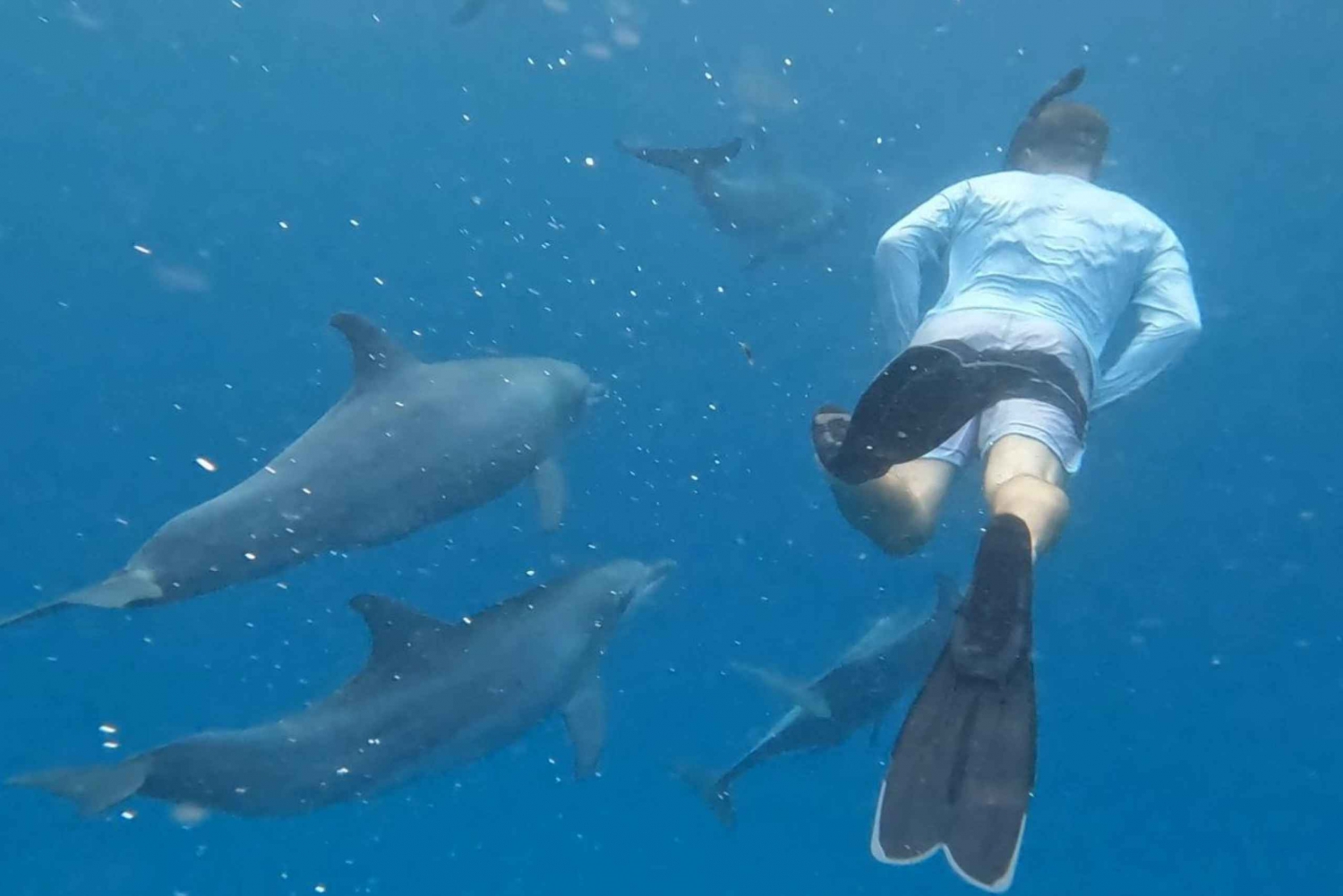 Zanzibar : Excursion en voiture et en bateau pour nager avec les dauphins et faire de la plongée en apnée