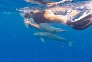 Zanzibar: Dolphin Swimming and Snorkeling Car and Boat Tour