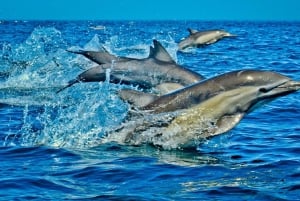 Dolphin +Jozani Forest+ Kuza Cave+The Rock restaurant & Paje