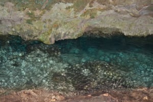 Dauphins +Forêt de Jozani+ Grotte de Kuza+Restaurant The Rock & Paje