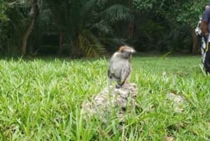 Delfintur og den smukke Kendwa-strand