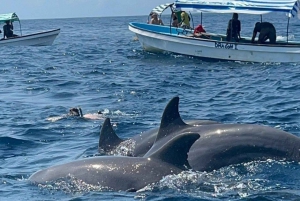 Delfintur og den smukke Kendwa-strand