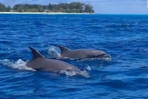 Delfintur og den smukke Kendwa-strand