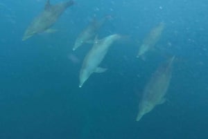 Dolphin tour and swimming with sea turtles and kuza cave