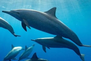 Dolphin tour and swimming with sea turtles and kuza cave
