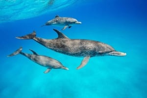 Dolphin tour and swimming with sea turtles and kuza cave