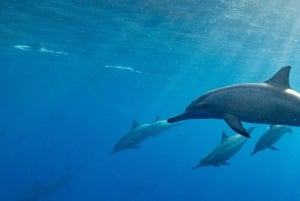 Dolphin tour and swimming with sea turtles and kuza cave