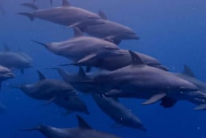 Dolphin tour and swimming with sea turtles and kuza cave
