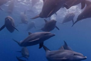 Dolphin tour and swimming with sea turtles and kuza cave