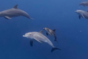 Dolphin tour and swimming with sea turtles and kuza cave