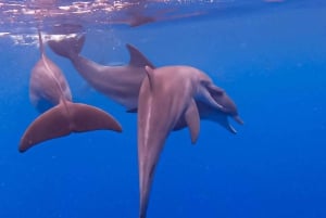 Dolphin tour and swimming with sea turtles and kuza cave