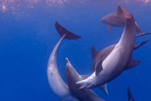 Dolphin tour and swimming with sea turtles and kuza cave