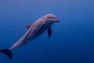 Dolphin tour and swimming with sea turtles and kuza cave