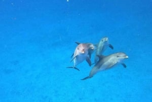 Dolphin tour and swimming with sea turtles and kuza cave