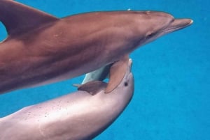 Dolphin tour and swimming with sea turtles and kuza cave