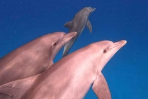 Dolphin tour and swimming with sea turtles and kuza cave