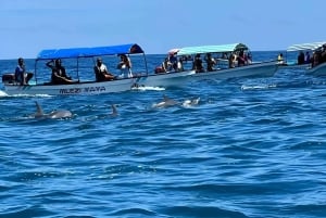 visite des dauphins sur l'île de mnemba